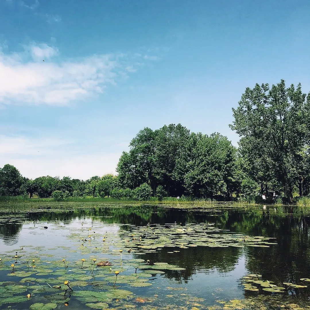 A calm green pond covered in lily pads surrounded by tall trees under a partly cloudy summer sky