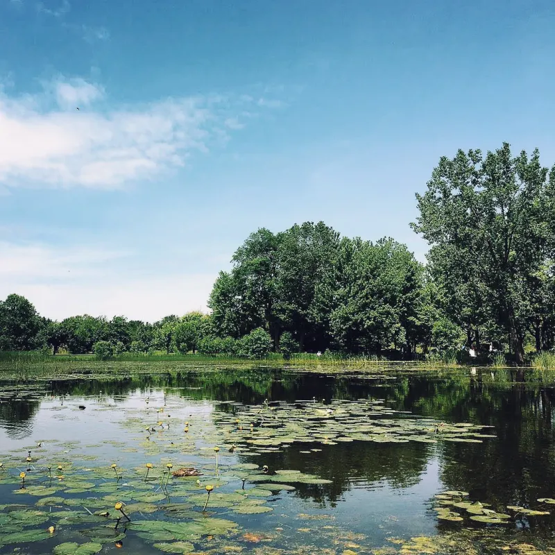 A calm green pond covered in lily pads surrounded by tall trees under a partly cloudy summer sky